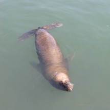 Sea lion in the port of Caldera